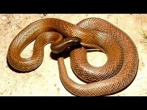 10 Most Venomous Snakes