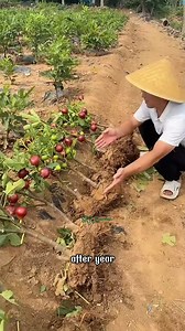 13K views · 166 reactions | No luck needed — just one fig tree, and prosperity will naturally come to your home! | Terra Nursery | Facebook