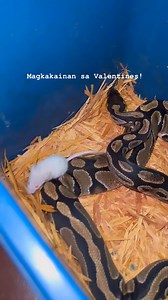 Feeding mice to your snake provides essential, natural nutrition (protein and calcium) necessary for growth and energy, mimicking their wild diet. Mice (or rats) are preferred as they provide a complete, whole-prey meal containing bones and organs, and for many species, they promote natural hunting instincts and mental stimulation. #mice #rodents #ballpython #feedingballpython | Deric Fernandez