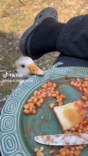 Charlie and Camilla: Funny Animal Birds Moments