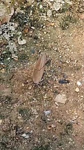 8.2K views · 215 reactions | "Dead-leaf butterflies" only in Doi Luang Chiang Dao​ ​which is located in the area of chiang dao district, chiang Mai province, Thailand: 2,275 meters (7,136 feet) above the sea level. | Buddha Dhamma Sangha Bless you | Facebook