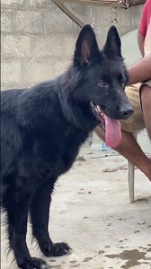 German shepherd male female mating process | German shepherd breeding