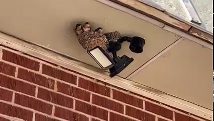 2.6K views · 99 reactions | Nesting season is in full swing! Video Content: Barn Swallows feeding Video Credit: Naomi Baucom/USFWS | Wichita Mountains Wildlife Refuge | Facebook