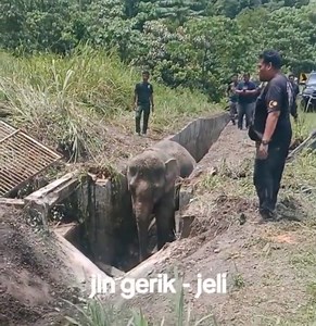 Operasi menyelamat dari pihak PERHILITAN, utk menyelamatkan seekor gajah yg j4tuh longkng di Lebuhraya Timur Barat (Gerik Jeli) harini. Kredit: Aman15994 | INFO Rakyat DALAM Kelantan - irdk