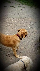 ❤ | Summerbrooke Doggie Daycare & Boarding | Facebook