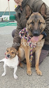 18K views · 434 reactions | Sparky & Commander!  Kan man bli annat...