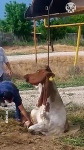 26K views · 50 reactions | Saving cow from sewer manhole | Hungry Panda | Facebook