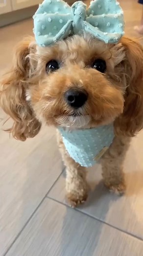 Hi 🙋🏻‍♀️ #maltipoosoftiktoo #maltipoo #maltipoos #dogsoftiktok #moodle #puppydogeyes #beautifuldogs _866#fyp #foryoupage #fypシ #rells #viral | Lizabeth MC