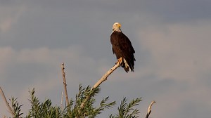 Premium stock video - Bald eagle perching on tree and observing its surrounding