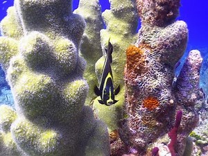 Scuba Diving PUNTA CANA, BAVARO, Dressel Divers Dive Center