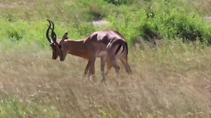 Impala bulls fully engaged on tussling activity. They usually fight for mating rights during their rutting season or generally for dominance #AfricanBushKingdom KNP 🇿🇦 | African Bush Kingdom