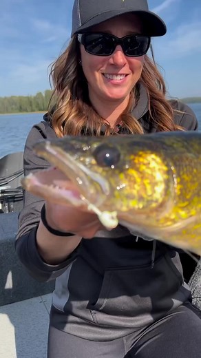 Are you chasin' the Fall Walleye bite? 🍁 #Humminbird🎥 Sportsman's Journal TV #FallFishing #WalleyeFishing | Humminbird