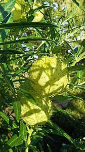 Back to #Plantito 🌿 Gomphocarpus physocarpus, commonly known as hairy balls, balloonplant, balloon cotton-bush, bishop's balls, nailhead, or swan plant, is a species of plant in the family Apocynaceae, related to the milkweeds. The plant is native to southeast Africa, but it has been widely naturalized as it is often used as an ornamental plant. Follow my Fun and Adventures 🛶 cebugogo_media Instagram https://www.instagram.com/cebugogo_media/ Japphineering YouTube https://www.youtube.com/@japph