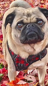 Happy first day of Fall, Y’all! 🍂 🍁 ☕️ #fall #pug | Winston The Pug