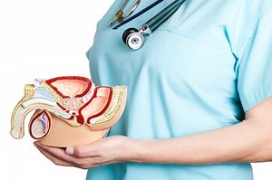 Le pénis est un os - Sexe masculin : les idées reçues sur le pénis