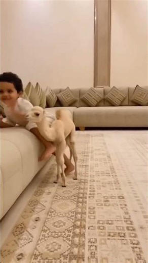 Cute mini camel playing with the kid 😍🐫\n\n⚡ Want to learn Ai - Link in Bio 🔗\n\nCreated using