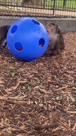 Macaques playing with their new toy! #macaque #monkey #enrichment #amimals #wildanimalsafari | Wild Animal Safari