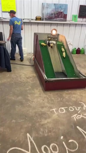 41K views · 444 reactions | Just DUCKING around! 閭 Credits to the rightful owner. | Backyard Barnyard | Facebook