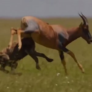 لقاء الحيوان | حدوتة مصرية Hadoota masreya