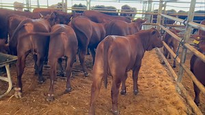 35 reactions | Halter breaking process is in full swing for our upcoming Baby Doll Sale. This is a stacked group and we can’t wait to showcase them! | Wendt Ranches | Facebook
