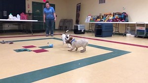 Bastian and Saxton are two of the sixteen Mississippi rescue dogs who arrived this afternoon via our transport partner Animal Rescue Front, Inc. 🐶 | Humane Society Waterville Area