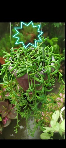 24 reactions · 40 shares | Are string of bananas hard to care for? If in the right conditions, a String Of Bananas plant is an easy-to-care-for hanging succulent. What window should String Of Bananas be in? Keep your plant out of hot windows or cold windows. It can be near but not in a west-facing or south-facing window. #stringofbananas #stringofbananaplants | Harden sa Siyudad | Facebook