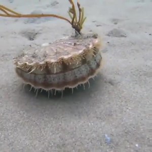 25K views · 994 reactions | This is how scallops swim. | Hisao Kanno | Facebook