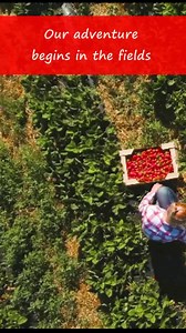 Strawberry Adventure, A Berry Special Journey. Fresh, juicy, and farm-fresh! From handpicked fields to your table, strawberries are sweet, vibrant, and packed with goodness and nutrition #Strawberries #FarmToTable #HaveAPlant https://fruitsandveggies.org/fruits-and-veggies/strawberries/ | Dietitians Online