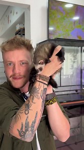 10K views · 625 reactions | Da pra ter os dois? 樂 www.dasilvasauro.com.br A maior loja do Brasil especializada em répteis, aves, roedores e mamíferos em geral. 列年璉黎劣 #ferret #furao #AnimaisExoticos #PetExotico #Reptil #Terrario #LampadaUVB #Gecko #Calopsita #DaSilvaSauro #PetsDoInstagram #Campinas #PetShop | Da Silva Sauro | Facebook