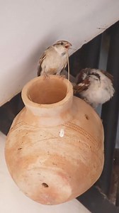 "You can make a difference! Install birdhouses in your home and support local bird populations. . . . #BirdConservation #NestingSeason #nature #nesting #howtoinvitebirds #sparrownesting #birds #makeadifference #birdhouse | How To Invite Birds