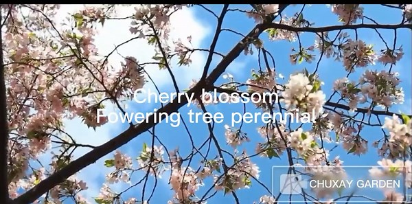 CHUXAY GARDEN Vidalia Sweet Onion-Yellow Granex Onion,Scallion Green 200 Seeds Rare Onion Seeds