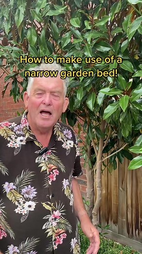 How to make use of a narrow garden bed! Search “Little gem magnolia” or “english box” thetutuguru.com.au 👩‍🌾🪴#hedge #drivewaygarden #narrowgarden #smallgarden | Hello Hello Plants & Garden Supplies