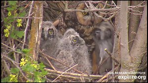 Long-eared Owl Chick eats his dinner... ORI is wishing you wonderful Thanksgiving! | Owl Research Institute