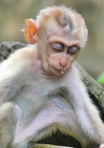 Millions pity baby monkey! Sadness baby monkey Lucie is sleeping with hungry and lonely after mom leave her without milk... | Monkey New