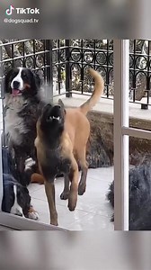 13 reactions | How about a Friday Happy dance--TGIF! Sound on! | Peace River K9 Search and Rescue Association Inc. | Facebook