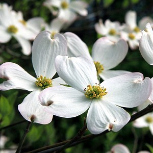 White Dogwood Tree
