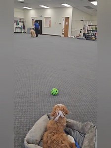Molly, SRG, Scout, Oscar, Gus and Fletcher working on their commands, duration place with added distractions! | The Dog Wizard