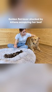 Golden Retriever Shocked By Kittens Occupying Her Bed! #goldenretriever #dogreaction #kittens #dogs | Leo Tiger and Nala