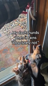 Deep snow, tiny legs, zero hesitation. 🤣 #snowday #dachshund #wienerdog #zoomies #doxieworld #minidachshund #funnydogs #snowdog | Morgan, Rolo, & Pebbles