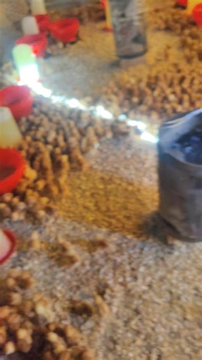 We hatch them monthly, Lohman brown day old chicks R2500 per box We are In Irene Pretoria 0766510982 call or WhatsApp for | Peezel Farms "the livestock people"