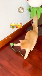 4.3K views · 56 reactions | Keep Your Cat Entertained for Hours with...