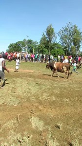 191K views · 1.6K reactions | #WesternProvince #luhya #bullfighting #Kakamega #kisumucounty #bullfighter #kisumu # | Sinzore Eugene | Facebook