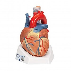 3B Scientific VD253 7-Part Heart - 3B Smart Anatomy