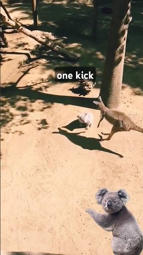 🦘Kangaroo kicks koala🐨