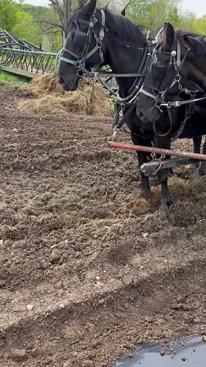 Amish horses and laying plastic | Steve Wunderlich Hoof Care