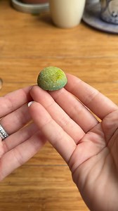 Did this crystal grow after 7 days? Well now we’re growing 2 more! If you want to try this at home, the crystal growing kit is in my amazon shop! Link in bio💚 Just make sure the powder is FULLY dissolved first🤦‍♀️. It’s all trial and error, amiright?!😂 And if you’re wondering how crystals even grow… the crystalline molecules released from the supersaturated solution will begin to attach to the crystal seed, which will gradually grow and form the beautiful greeny/bluey crystal. | Growithjessie