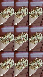 Available all sizes 15,16,17,18,19❤️❤️❤️Mine mine na!!!Light weight onlyyy @topfans Czarina Anne Jewelry Shop Czarina Anne Esguerra Czarina Anne A Esguerra Alfredo Puruntong Esguerra | Czarina Anne Jewelry Shop