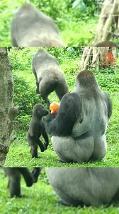 GVIE ME DADDY,Ringo cut ask daddy for food. #gorillareels #monkeyreels #gorillasreels #wildlifereels #animalsreels #naturereels #gorillazreels #photographyreels #monkeysreels #chimpanzeereels #primatereels #silerbackreels #kingkongreels | King Gorilla