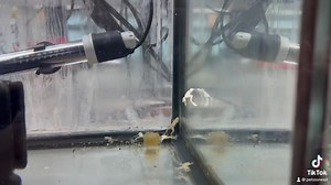 Discover the Blonde African Dwarf Frog, a serene and unique underwater companion, showcasing a gentle blonde hue and playful demeanor, perfect for adding a touch of tranquility to your home aquarium. | Pet Zone Tropical Fish, San Diego, California | Facebook