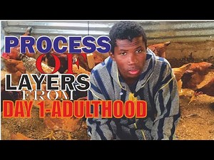 Process Of Raising Layers From Day 1 To Adulthood #subscribe